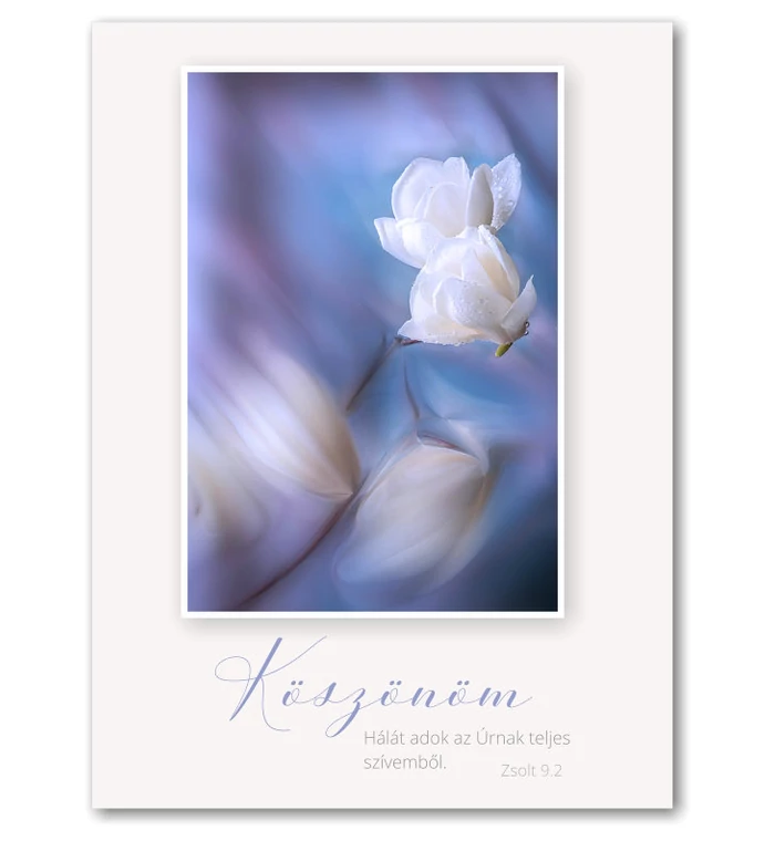 B/Köszönöm - 02